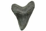 Megalodon Tooth - South Carolina #375980-1